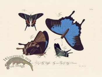 Jablonsky Butterfly 051
